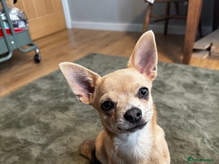 Chihuahua dogs in Leeds - Advert 23