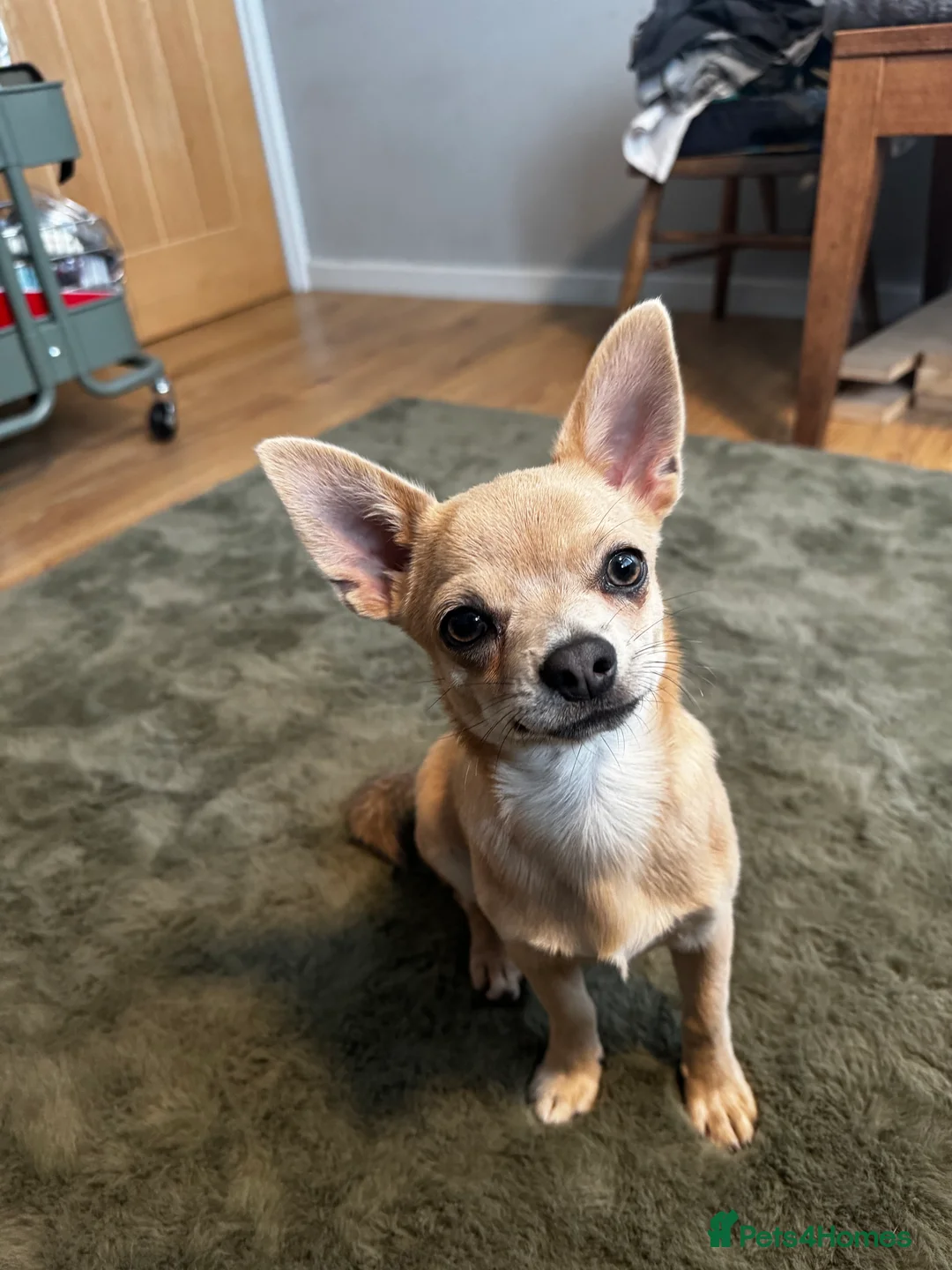 Chihuahua dogs for stud: Romeo Amor Stud!  in Leeds - Advert 1