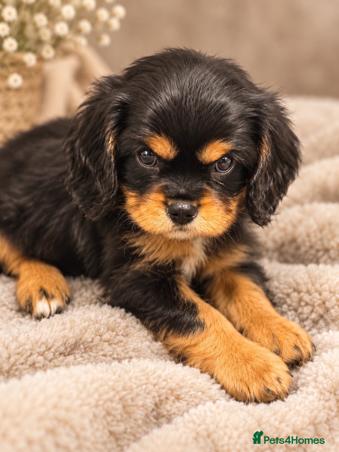 Cavalier King Charles Spaniel dogs 💙 Health Tested Cavalier Boys💙 - Advert 1