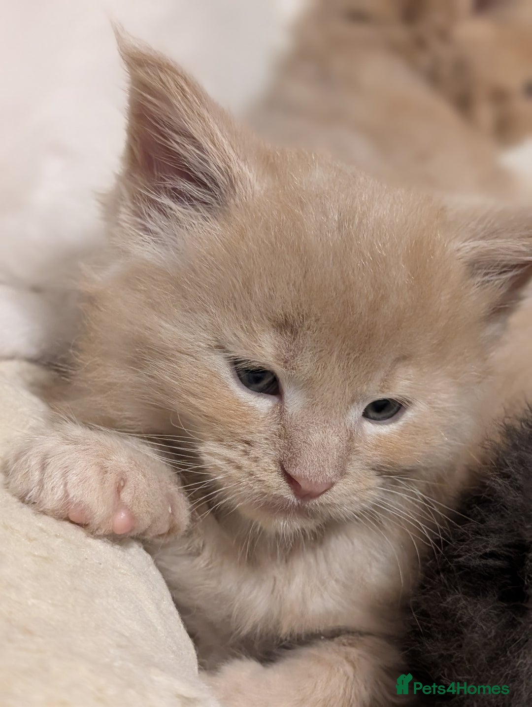 Maine Coon cats for sale: Beautiful Tica Registered Maine Coon Kittens  - Advert 37