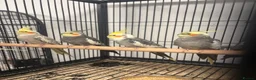 Cockatiels birds for sale: Stunning Various Young Cockatiels - Advert 5