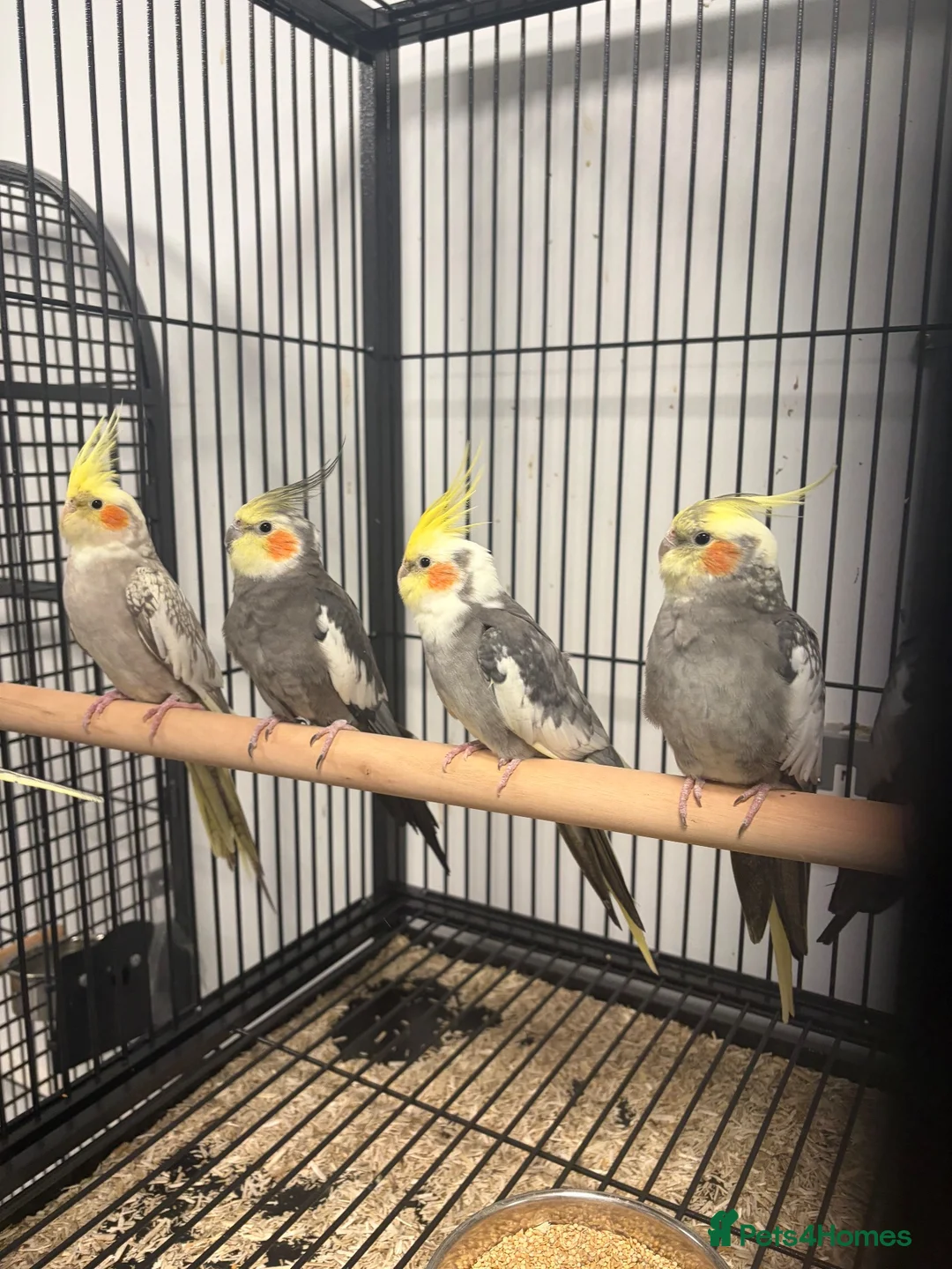 Cockatiels birds for sale: Stunning Various Young Cockatiels - Advert 5