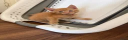 Maine Coon cats for sale: Maincoon x kittens  in Ipswich - Advert 1