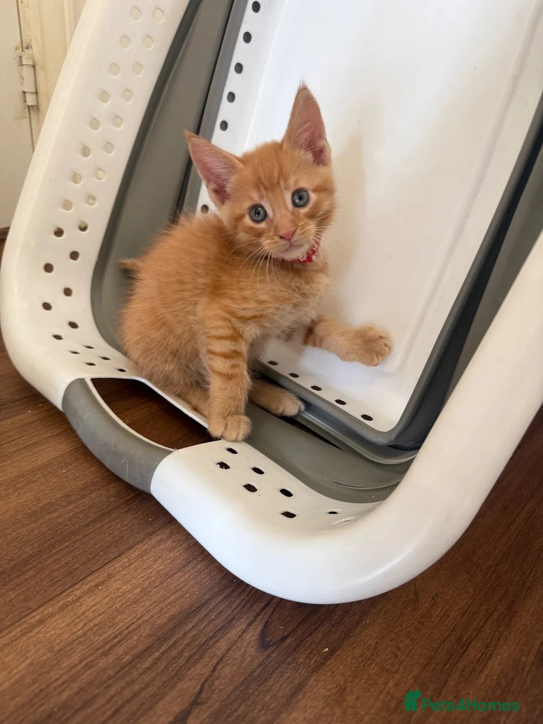 Maine Coon cats for sale: Maincoon x kittens  in Ipswich - Advert 1