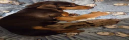 Miniature Dachshund dogs for sale: Kc Miniature Dachshunds - Advert 2
