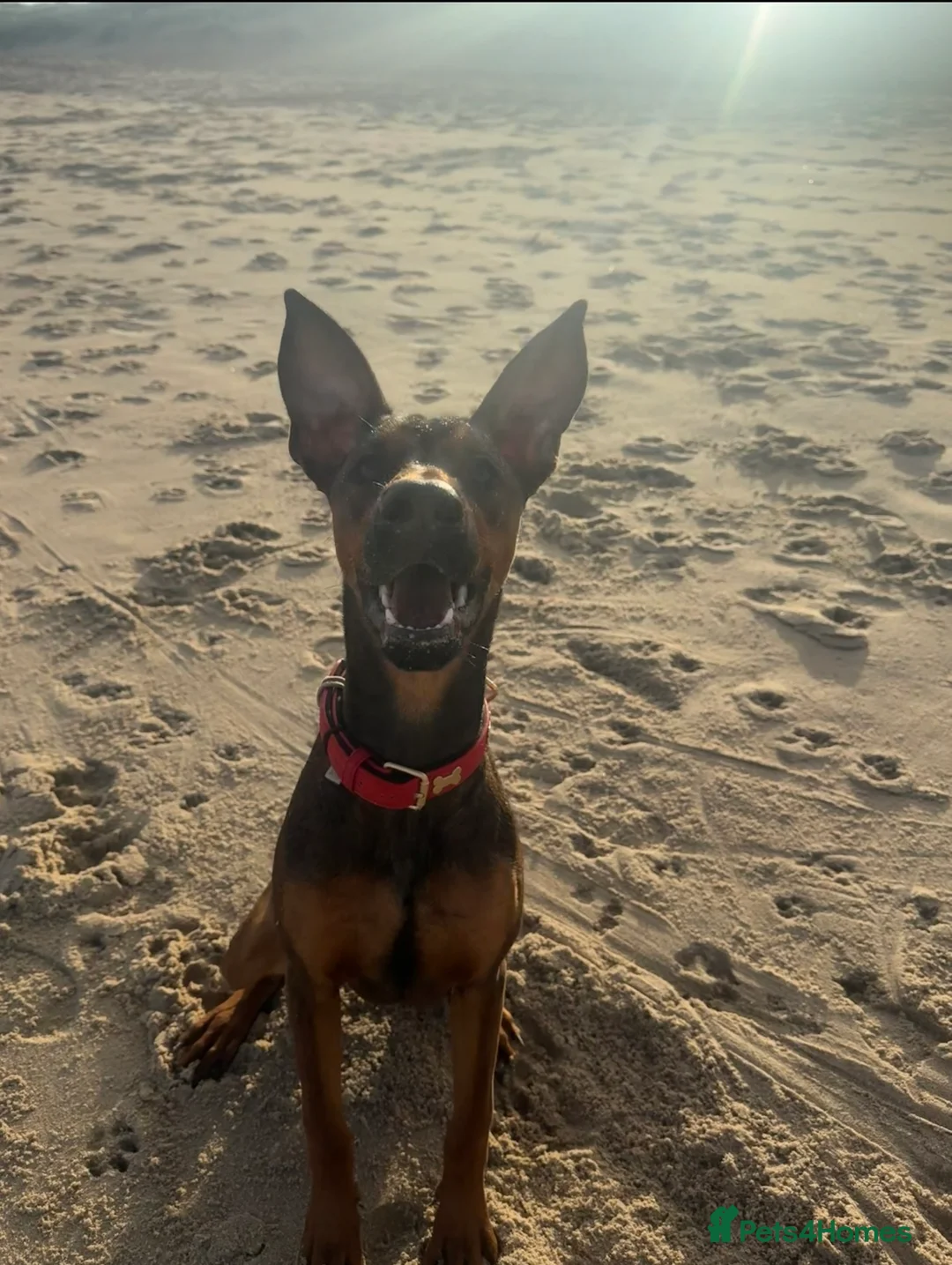 Mixed Breed dogs for sale: Cali  - Advert 3