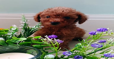 Toy Poodle dogs - Advert 9