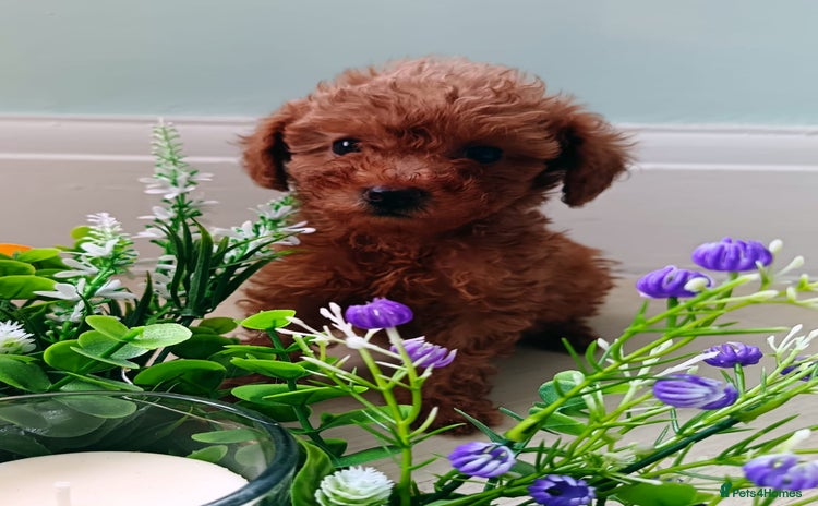 Toy Poodle dogs - Advert 8