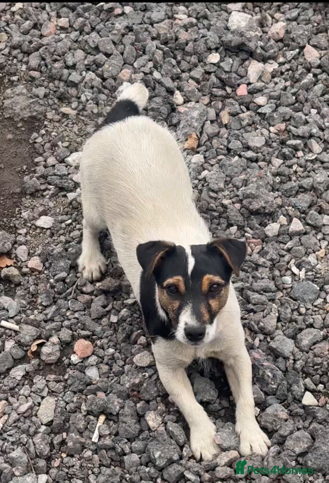 Jack Russell dogs Jack Russell four lovely boys 💙 for sale - Advert 9