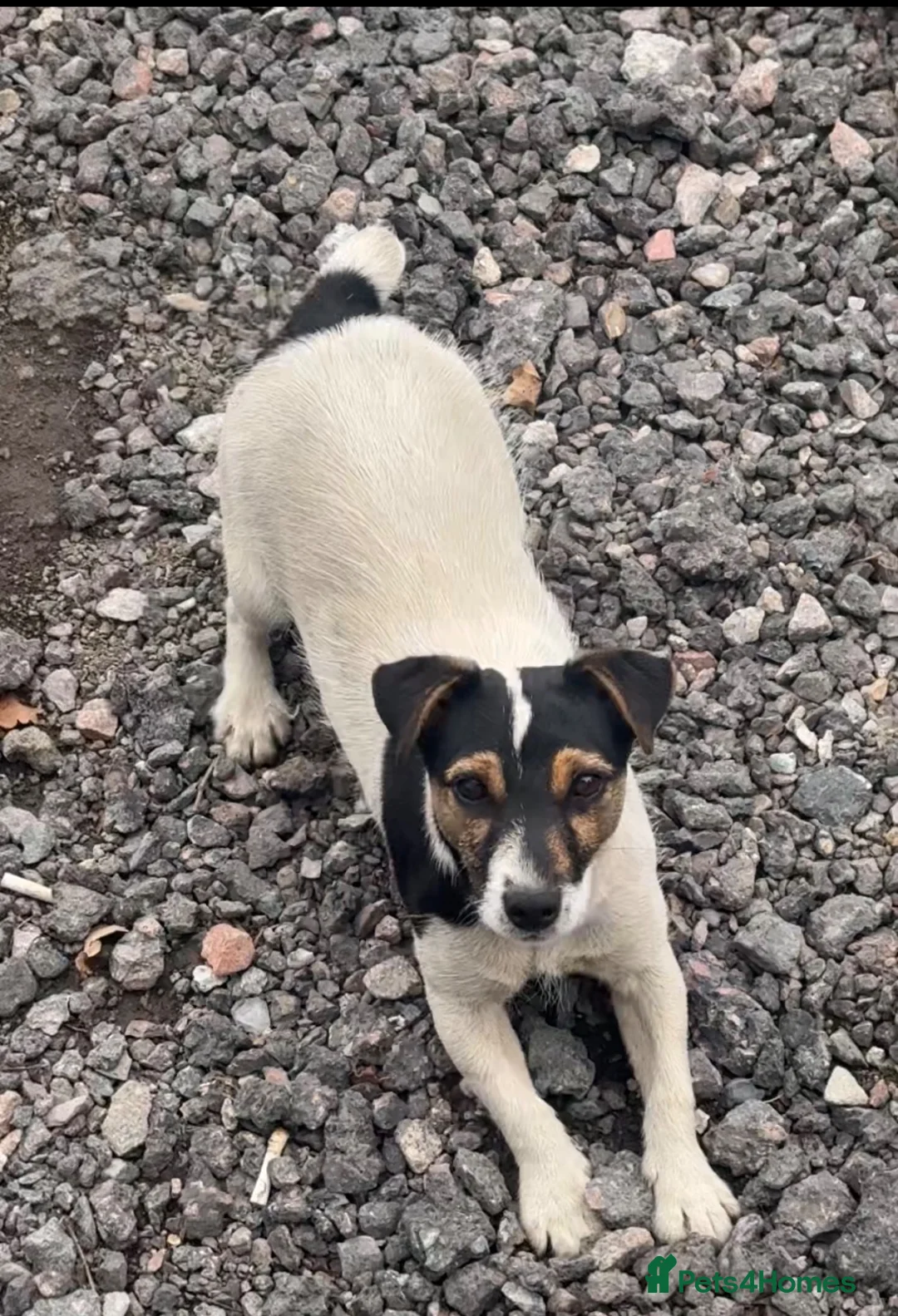 Jack Russell dogs for sale: Jack Russell four lovely boys 💙 for sale - Advert 1