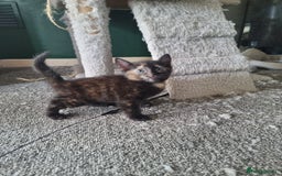 Domestic Shorthair cats for sale: Tortie and black 2 girl cats - Image 3