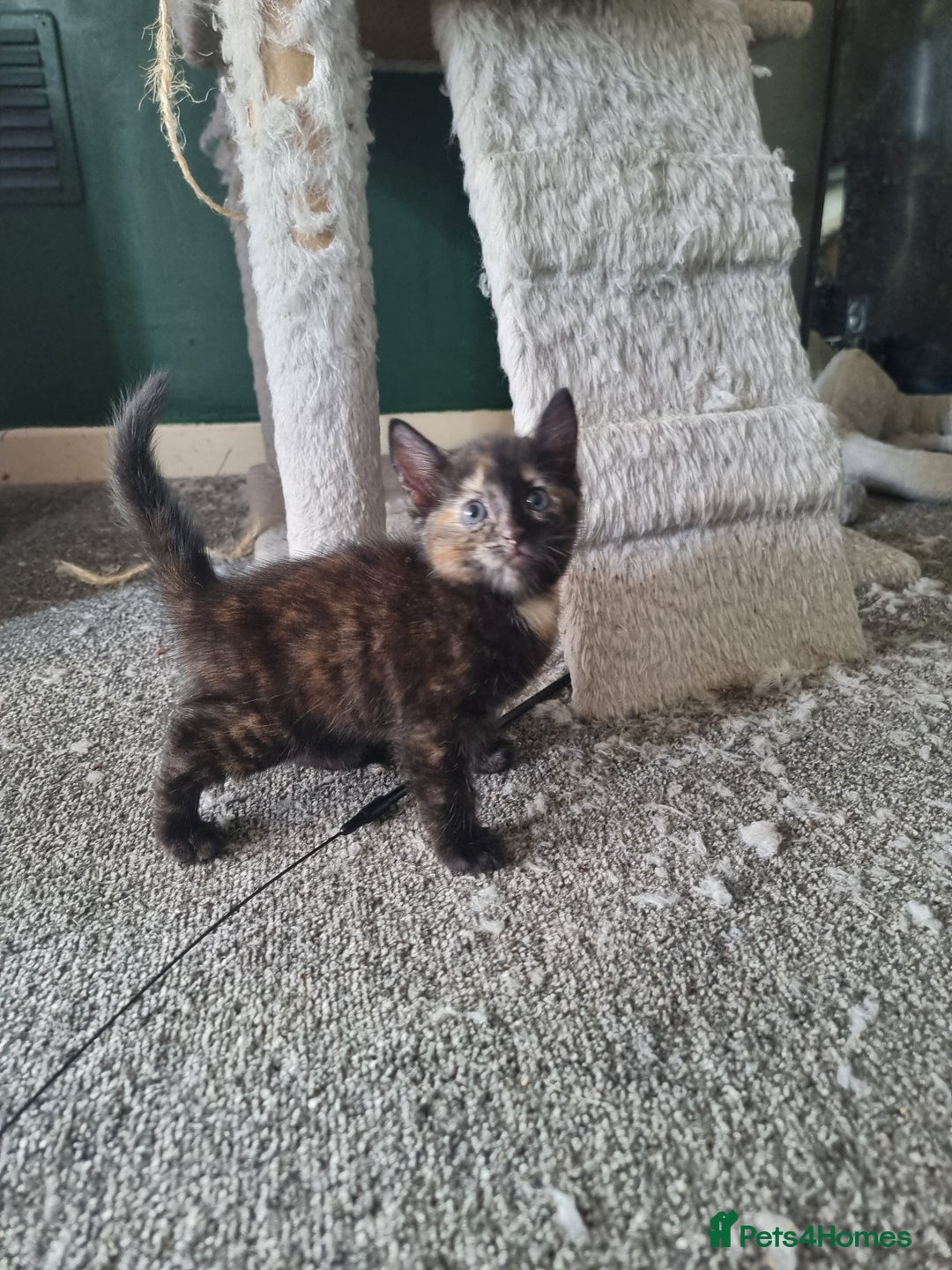 Domestic Shorthair cats for sale: Tortie and black 2 girl cats - Image 3