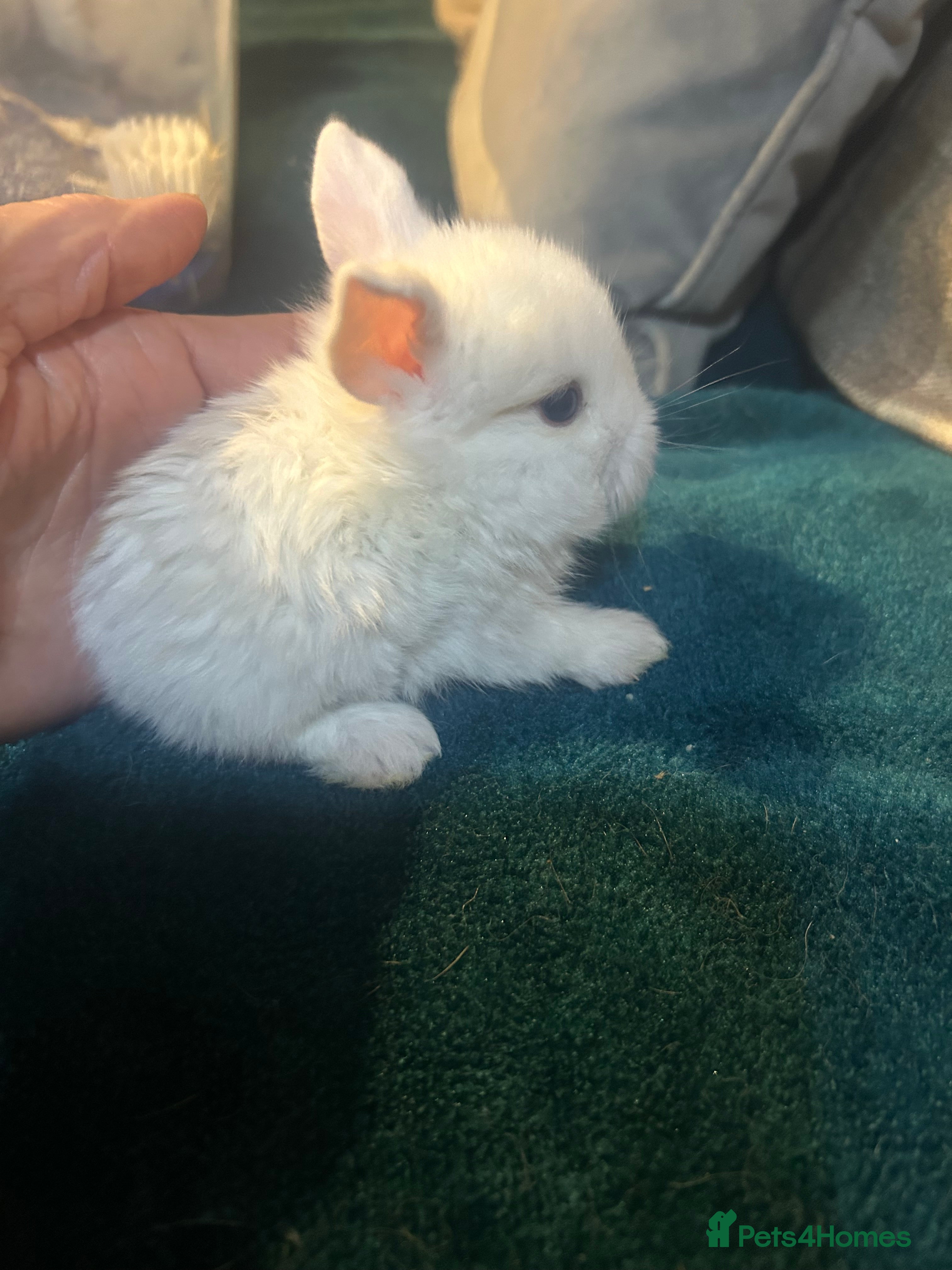Mini Lop rabbits ONLY ONE LEFT !! Beautiful baby mini lop bunnies  - Advert 11
