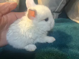 Mini Lop rabbits ONLY ONE LEFT !! Beautiful baby mini lop bunnies - Advert 11
