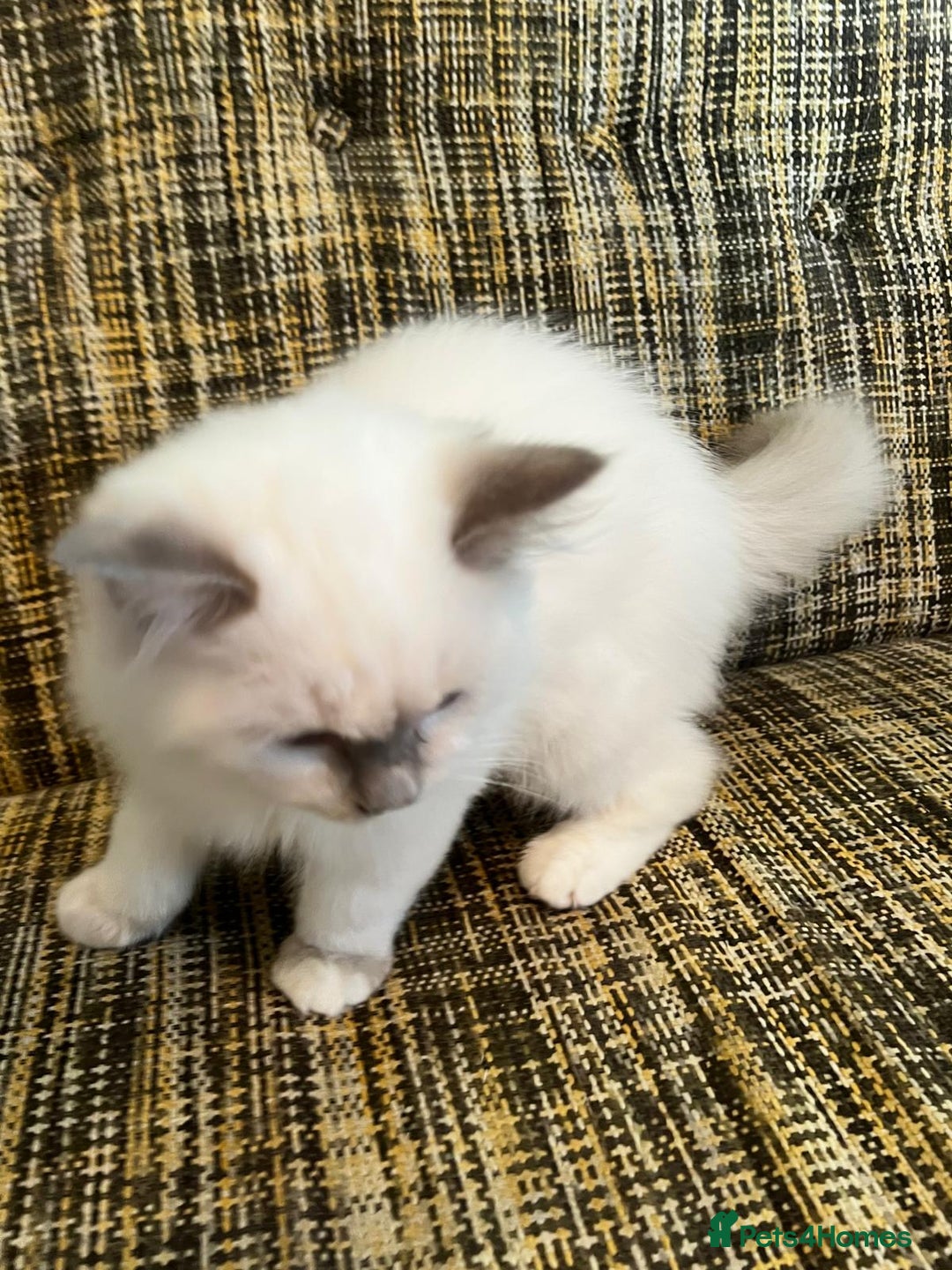 Ragdoll cats for sale: GCCF Registered Kittens*Ready to go*ONE BOY LEF* - Advert 13