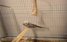 Budgerigars birds for sale: Budgie hens  - Image 3
