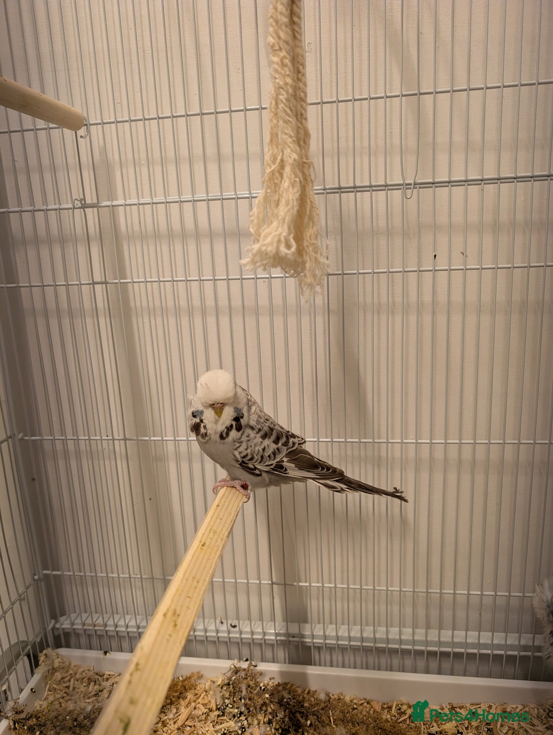 Budgerigars birds for sale: Budgie hens  - Image 3