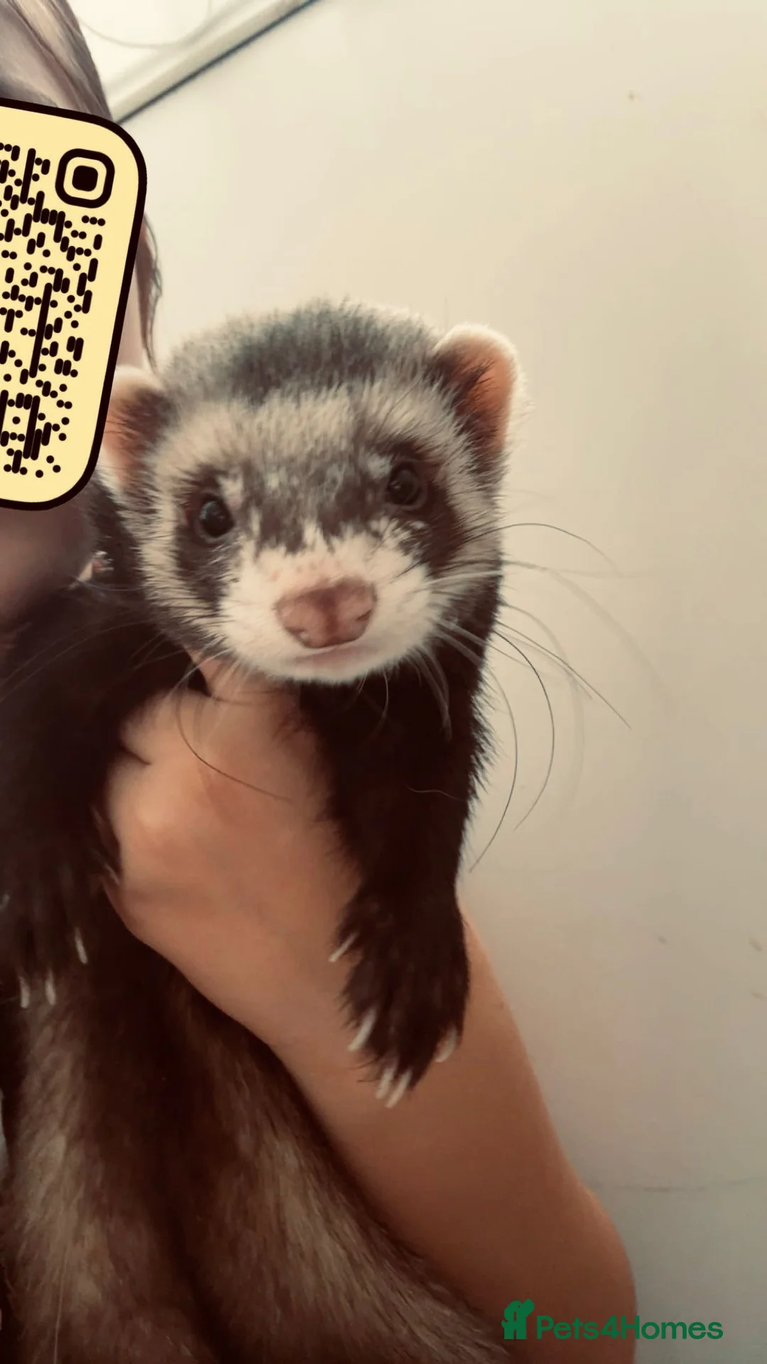 Ferret rodents for sale: Three ferrets for sale with hutch.  - Advert 2