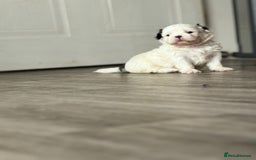Shih Tzu dogs for sale: 4 Shih tzu girls  - Image 15