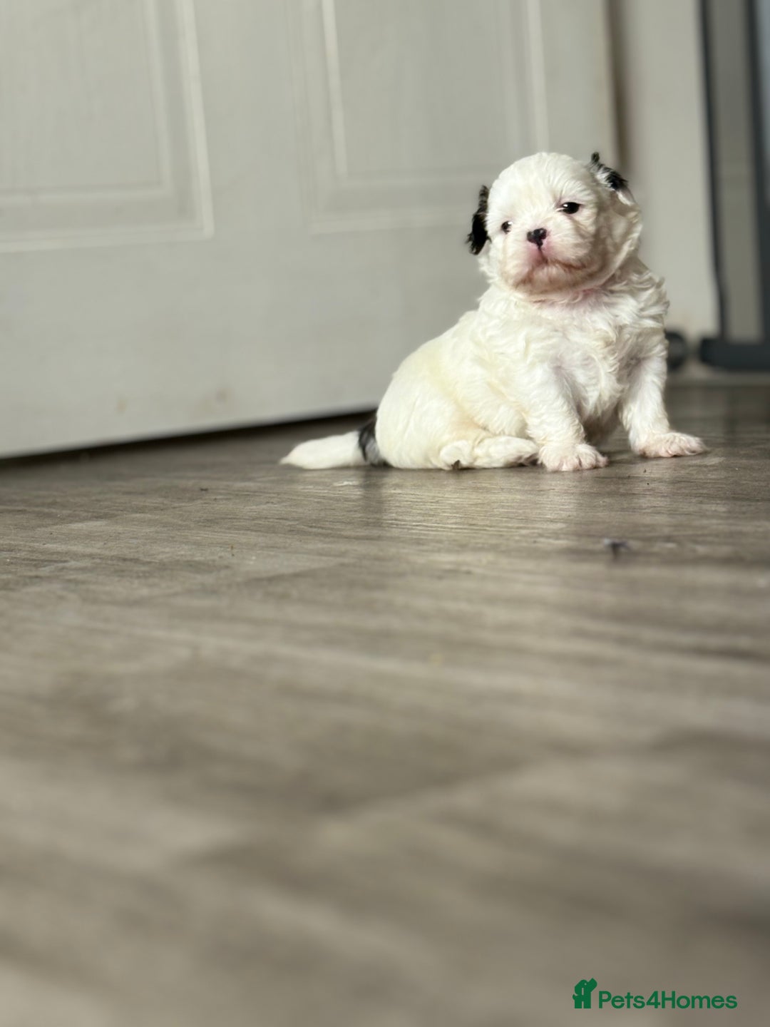 Shih Tzu dogs for sale: 4 Shih tzu girls  - Image 15