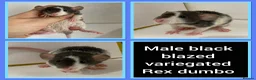 Rat rodents for sale: Adorable Baby Rats for Sale xx - Advert 24