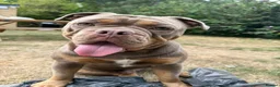 Olde English Bulldogge dogs for stud: ROMEO🔥FLUFFY CARRIER  - Advert 9