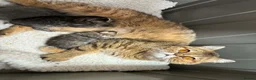 Exotic cats for sale: 3 high quality exotics - Advert 18