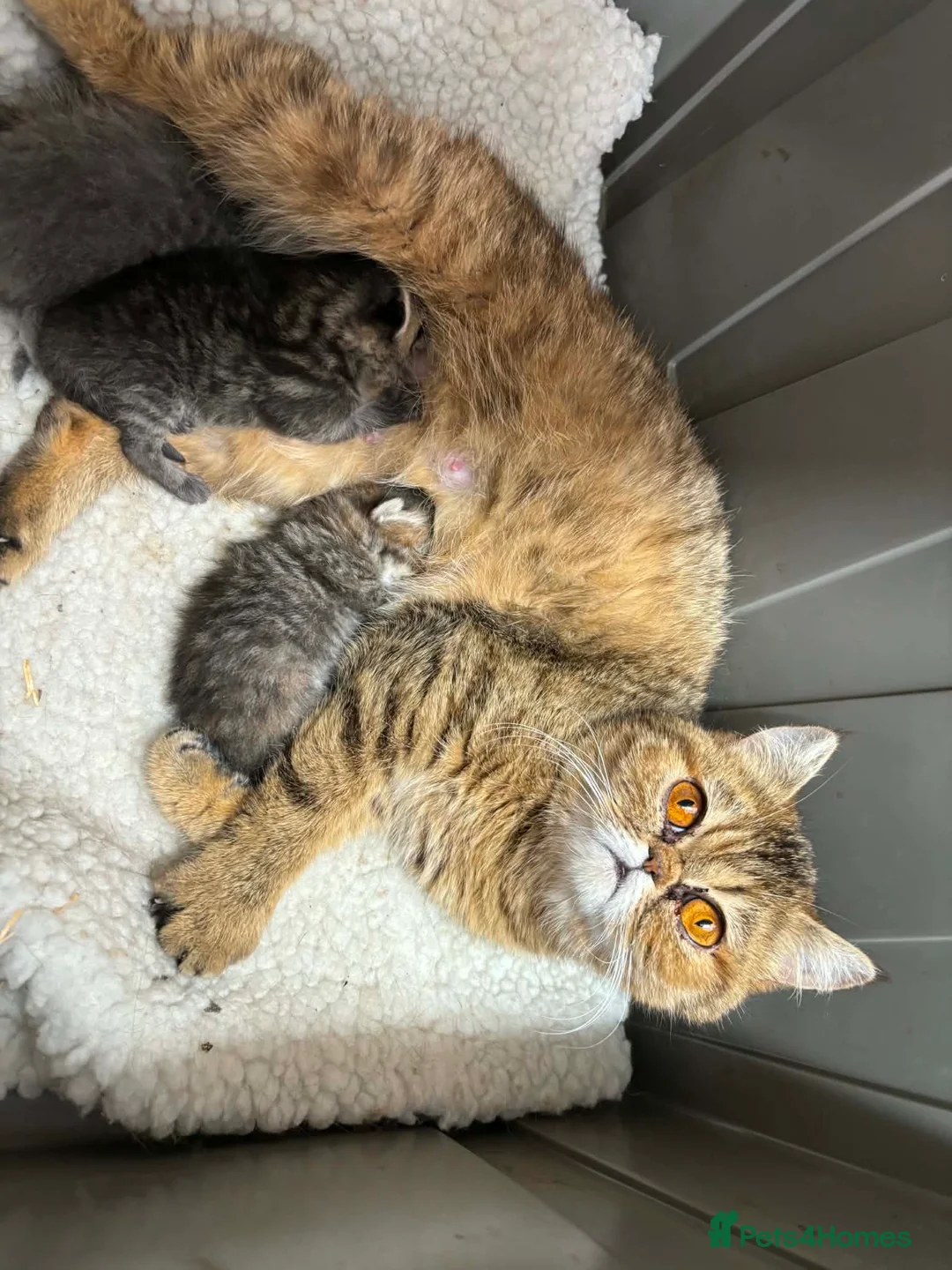 Exotic cats for sale: 3 high quality exotics - Advert 18