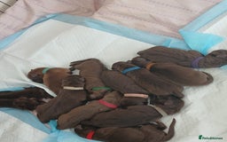 Mixed Breed dogs for sale: 🐾 Beautiful Puppies Looking 4 A Forever Homes 🐾 - Image 3