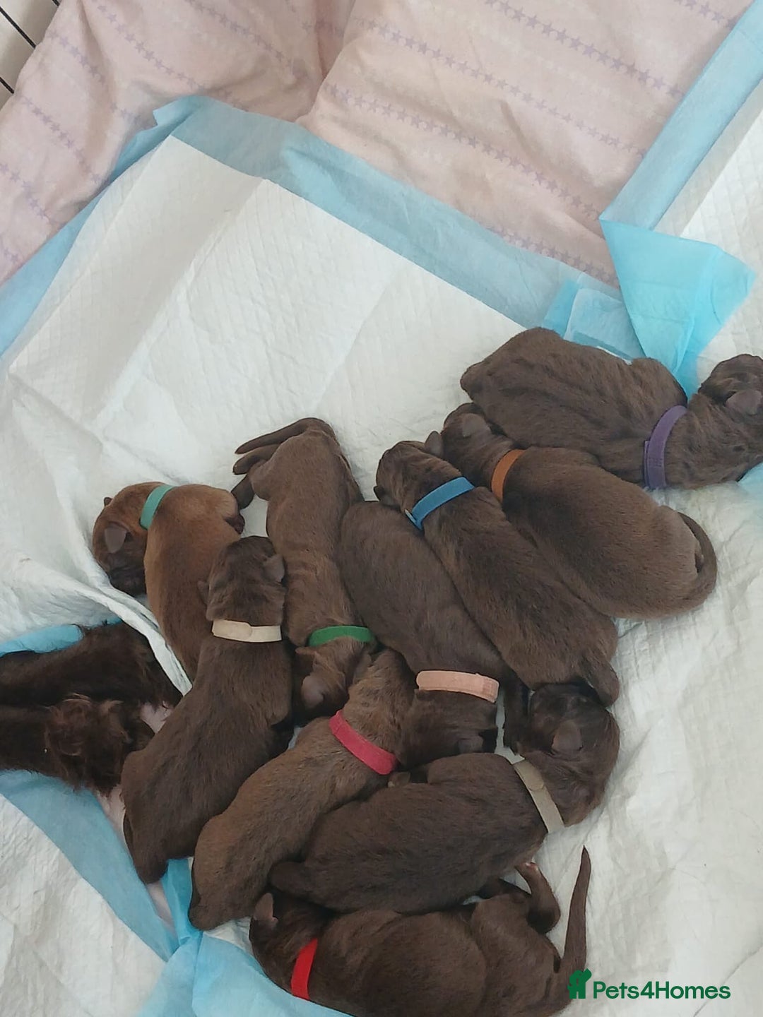 Mixed Breed dogs for sale: 🐾 Beautiful Puppies Looking 4 A Forever Homes 🐾 - Image 3