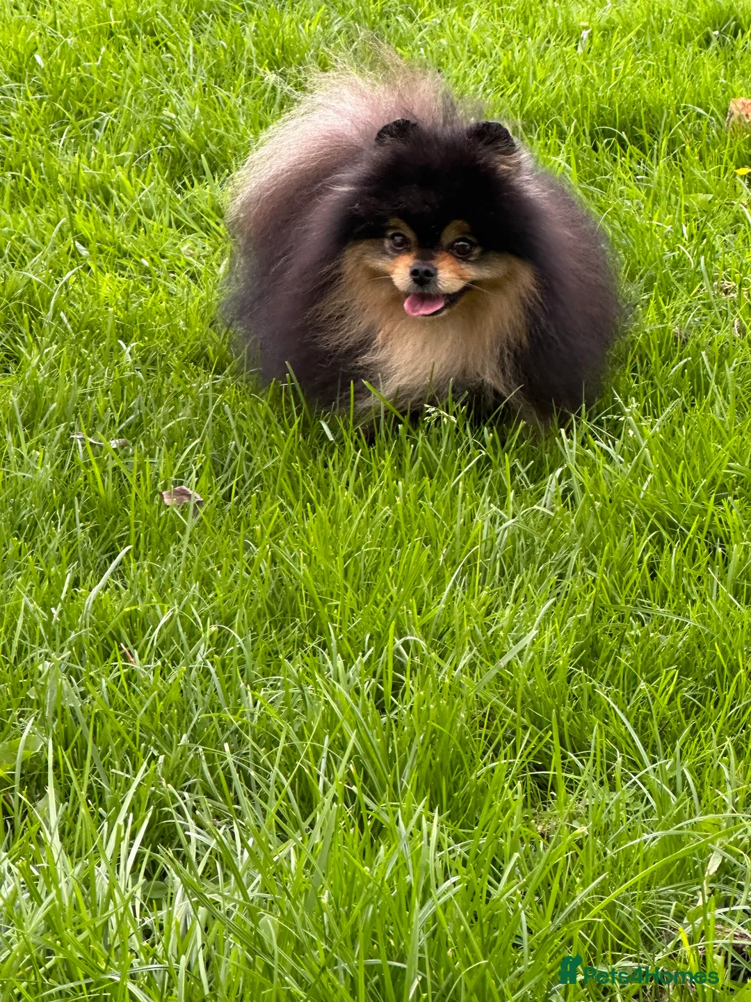Pomeranian dogs for stud: Black and Tan super coat boy for stud in Lanark - Advert 6