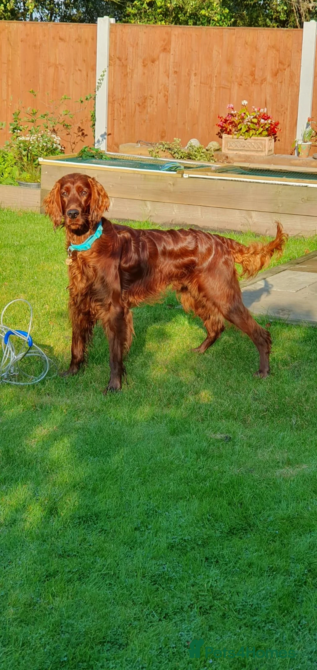 Irish Setter dogs for stud: Irish Setter (Red) Available for Stud. - Advert 2
