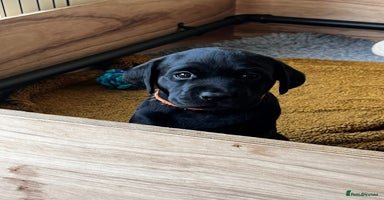 Labrador Retriever dogs - Advert 10