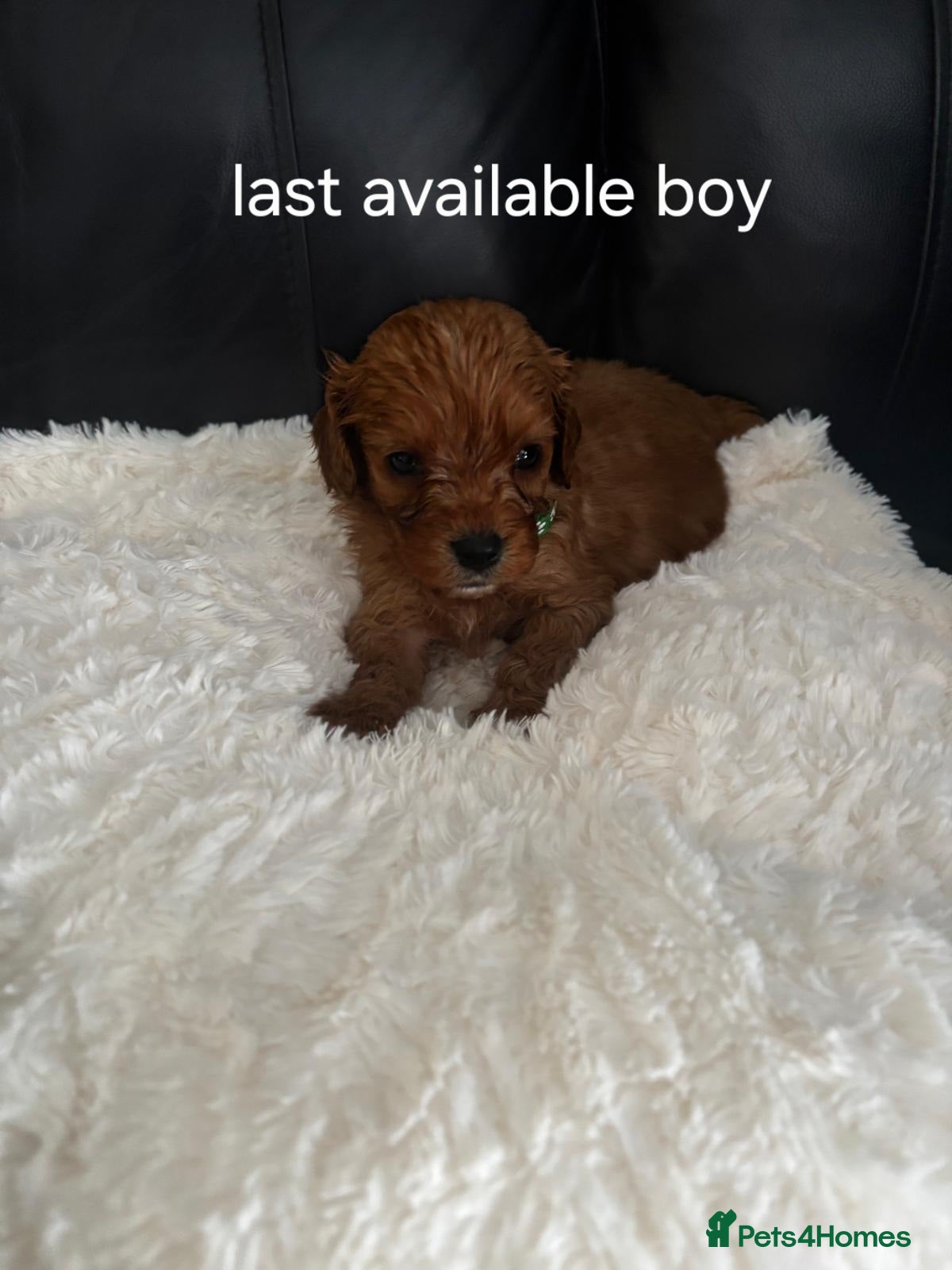 Cavapoo dogs Last 2 available boy an girl Health testedparents  - Advert 8