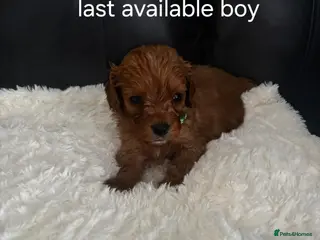 Cavapoo dogs Last 2 available boy an girl Health testedparents - Advert 8