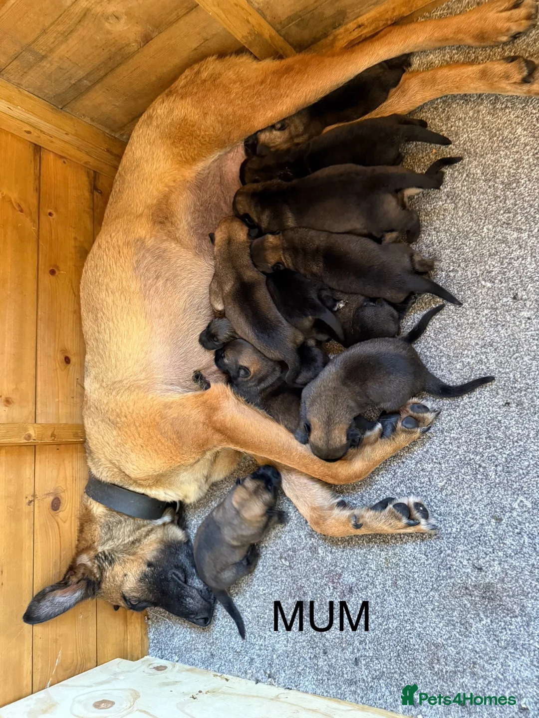 Belgian Shepherd Dog dogs for sale: Belgium Mali pups - Advert 2