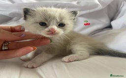 Ragdoll cats for sale: ✨Ragdoll Kittens Available – European Lines ✨ - Image 16