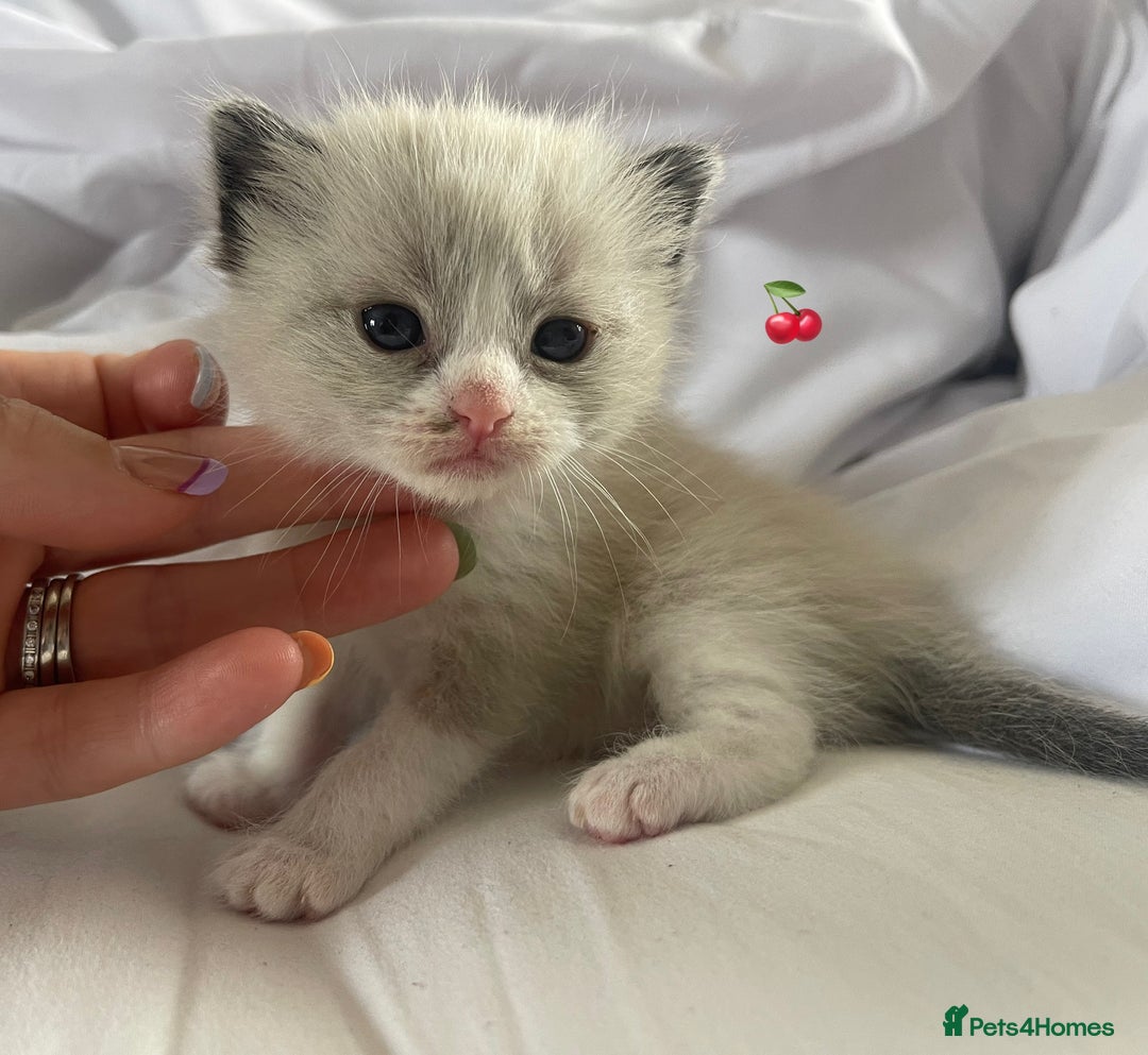 Ragdoll cats for sale: ✨Ragdoll Kittens Available – European Lines ✨ - Image 16