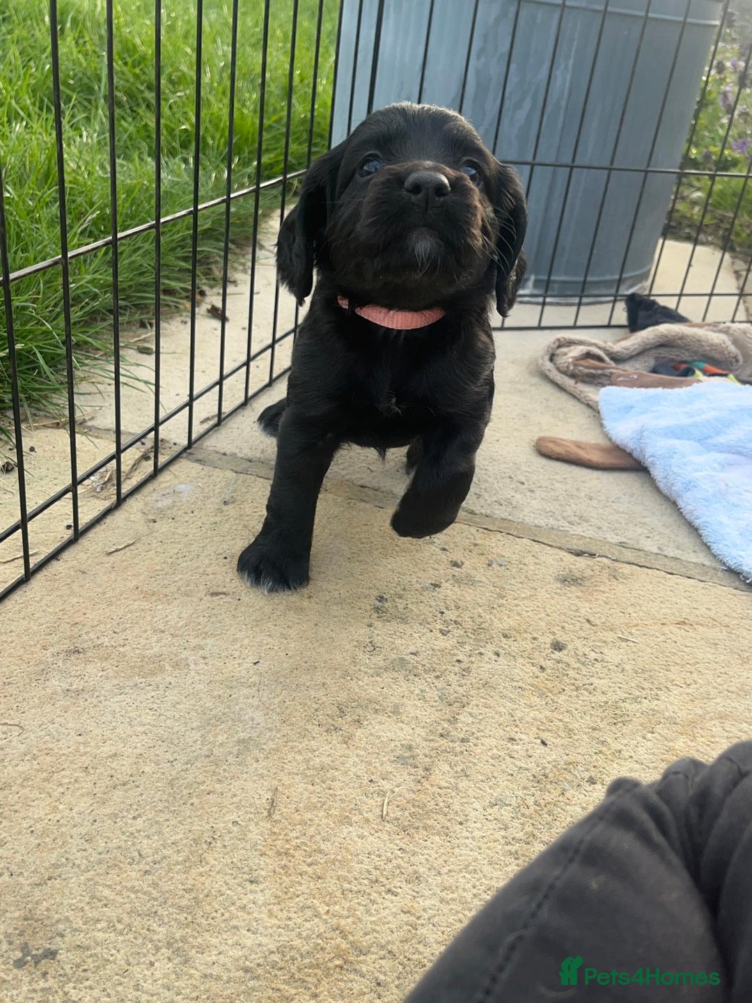 Cocker Spaniel dogs for sale: Gorgeous KC Working Cocker Spaniel Puppy Available - Image 18