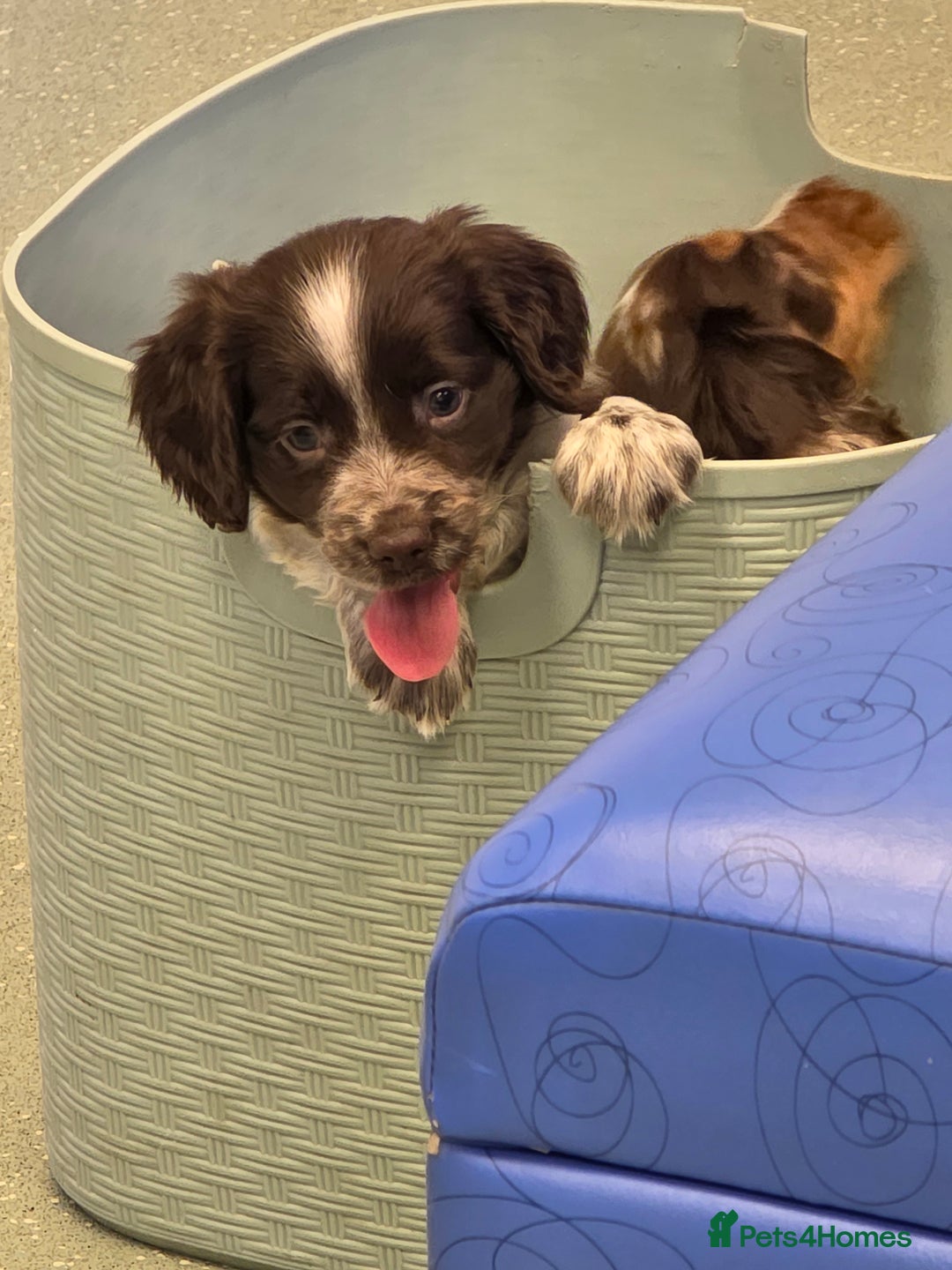 Cocker Spaniel dogs for sale: Kc registered mixed litter - Image 27