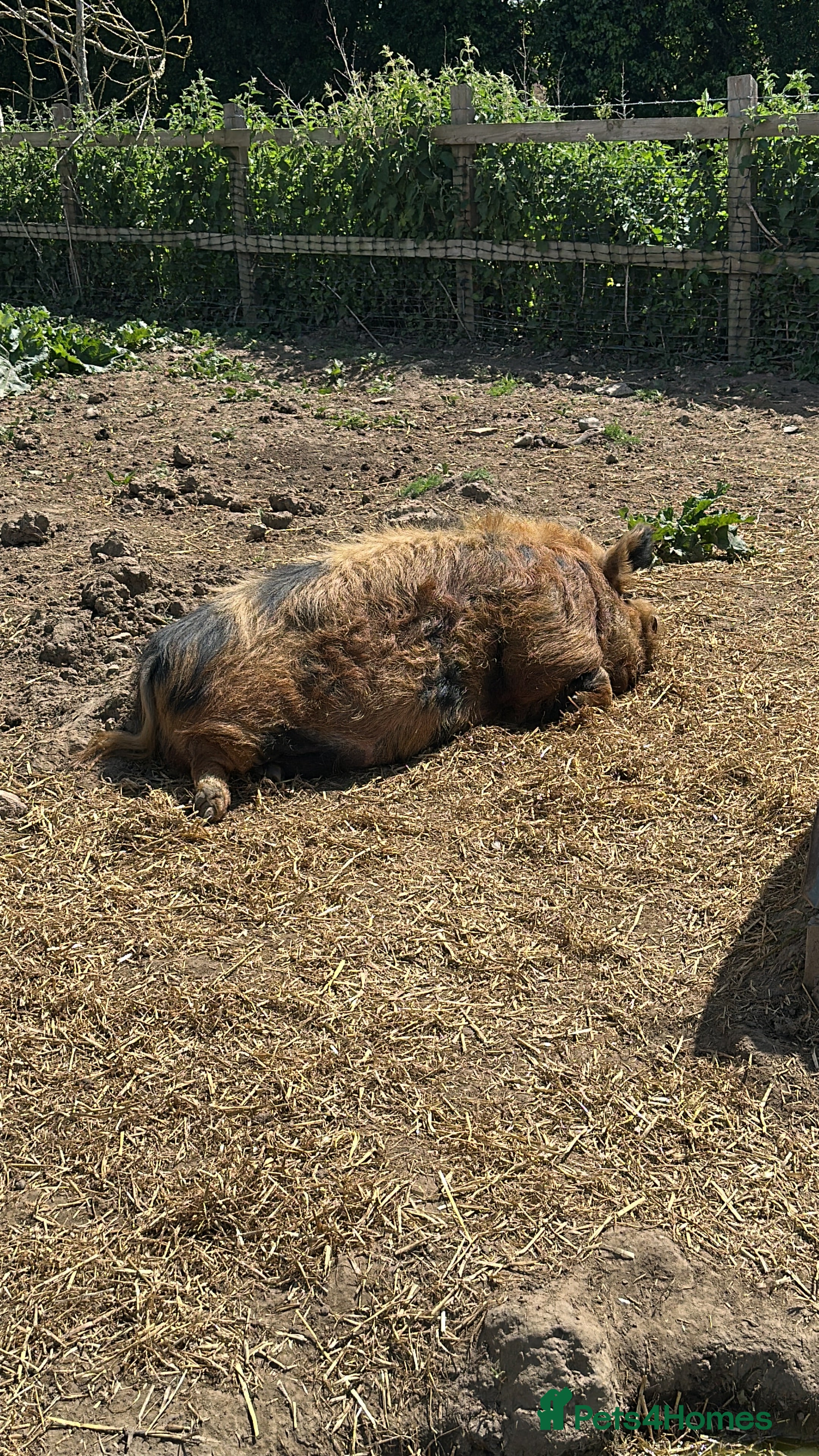 Pig livestock Kune kune pigs free to good home - Advert 2