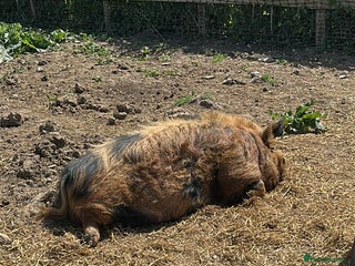 Pig livestock Kune kune pigs free to good home - Advert 2