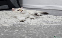 British Longhair cats for sale: Stunning Colour Point Girl - Advert 3