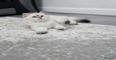 British Longhair cats Stunning Colour Point Girl - Advert 5