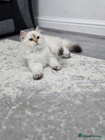 British Longhair cats Stunning Colour Point Girl - Advert 7