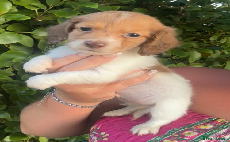 Miniature Dachshund dogs - Advert 6