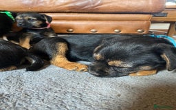 Border Terrier dogs for sale: Cheeky Little Border Terrier Puppies - Image 6