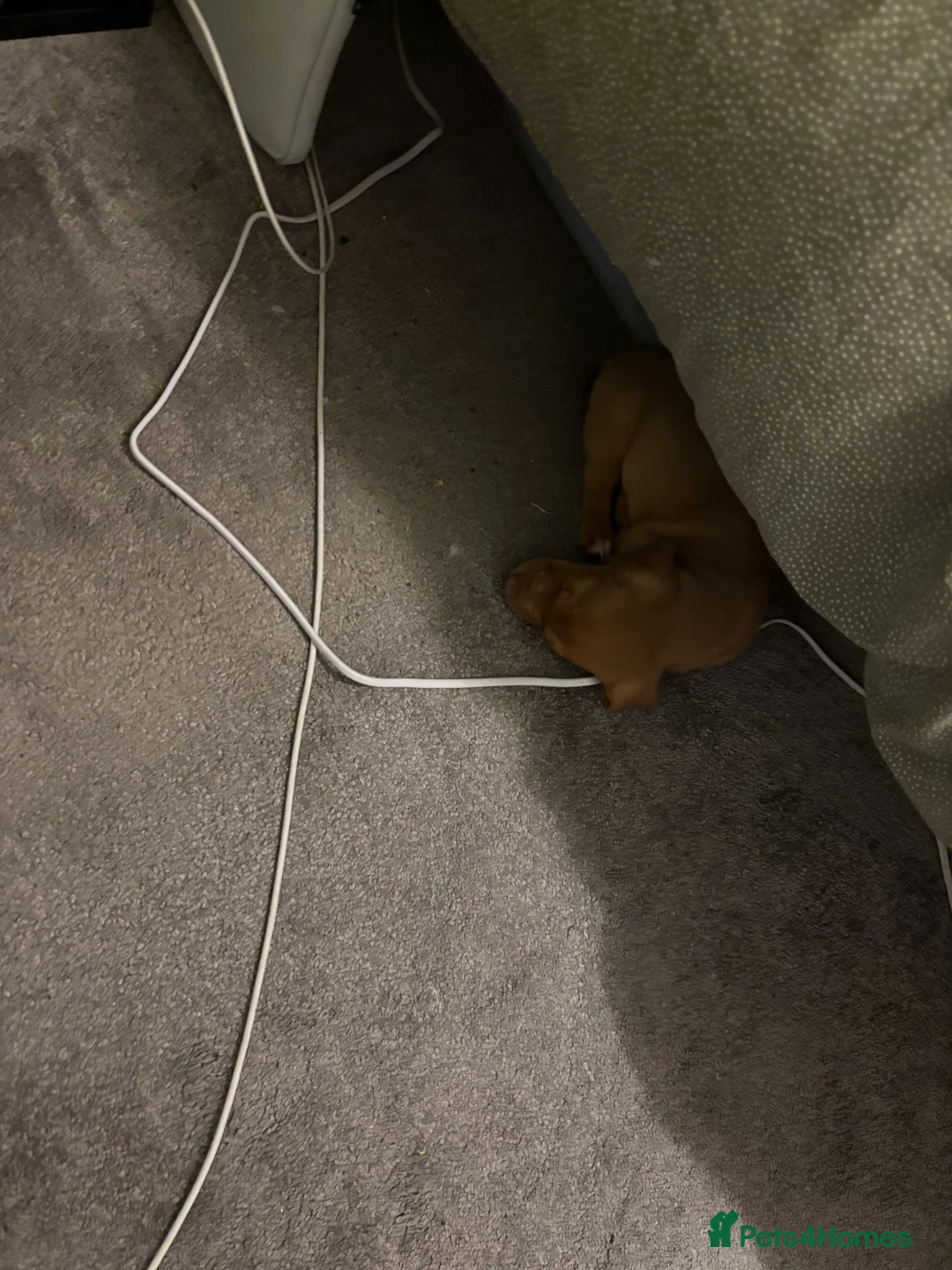 Jackshund dogs for sale: Male Dachshund X Jack Russell Puppy - Advert 5