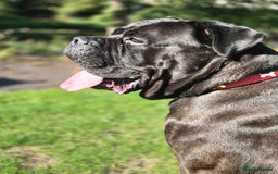 Cane Corso dogs for sale: Cane corso 3 year old male - Image 2