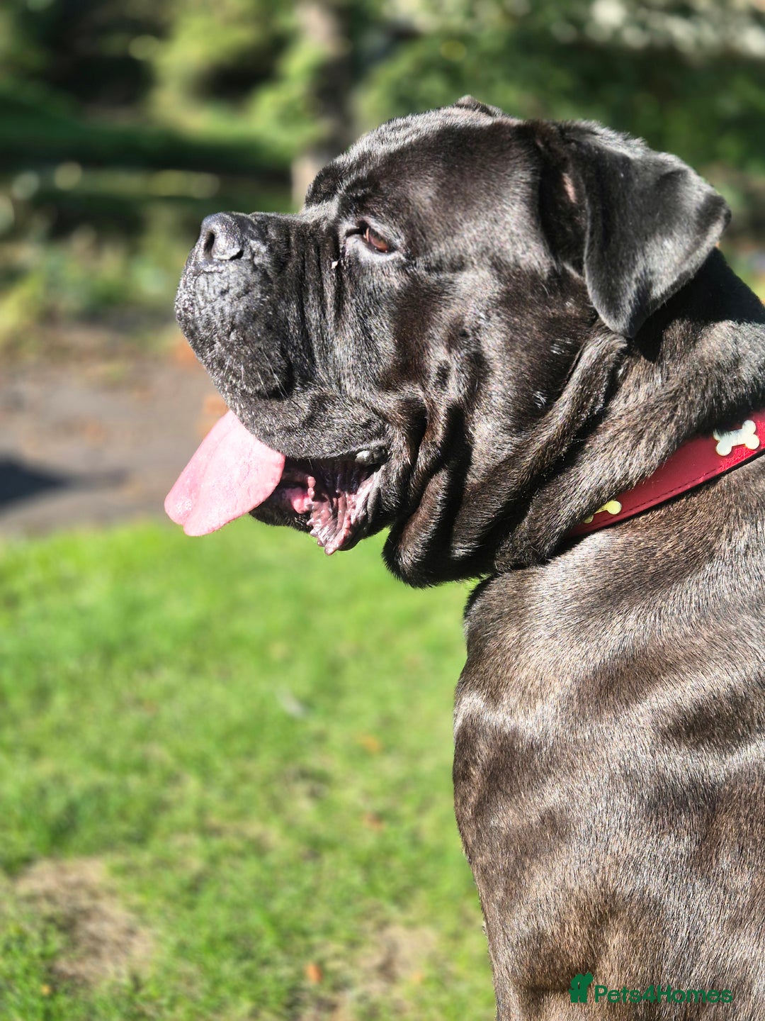 Cane Corso dogs for sale: Cane corso 3 year old male - Image 2